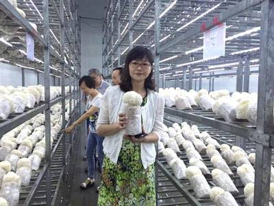 農(nóng)科新星“滬猴3號”成功轉(zhuǎn)讓，為猴頭菇全產(chǎn)業(yè)鏈發(fā)展注入強(qiáng)勁動(dòng)能